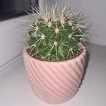 Sweet & Sweet Cats & Fast Internet Wrocław