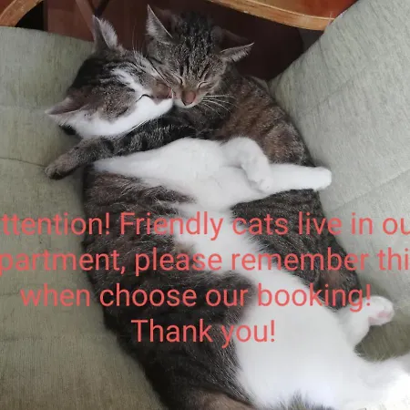Sweet & Sweet Cats & Fast Internet Hostel *