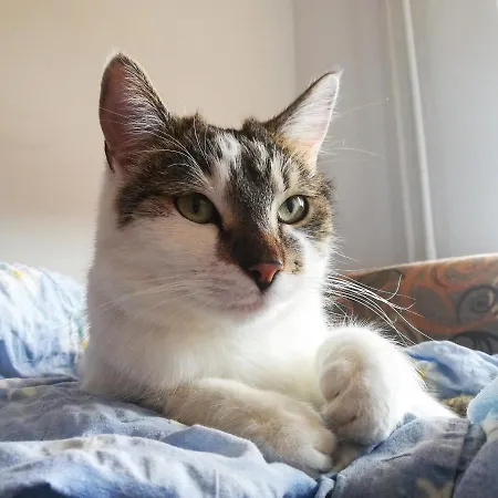 Sweet & Sweet Cats & Fast Internet Hostel *