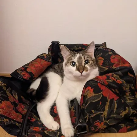 Sweet & Sweet Cats & Fast Internet Hostel