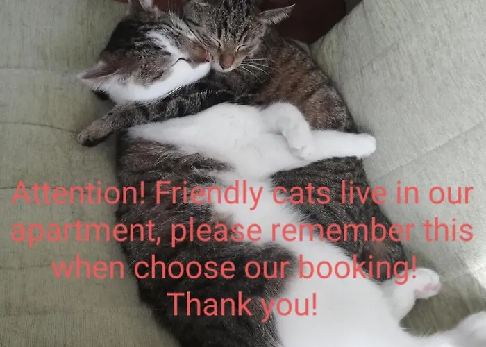 Sweet & Sweet Cats & Fast Internet Hostel *