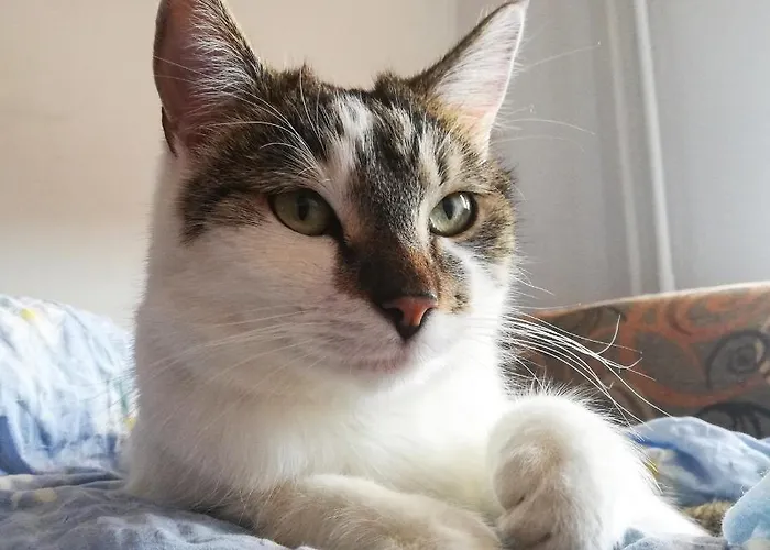 Sweet & Sweet Cats & Fast Internet Hostel *