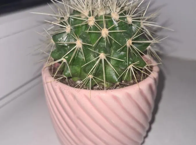 Sweet & Sweet Cats & Fast Internet Wrocław