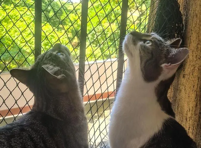 Sweet & Sweet Cats & Fast Internet *