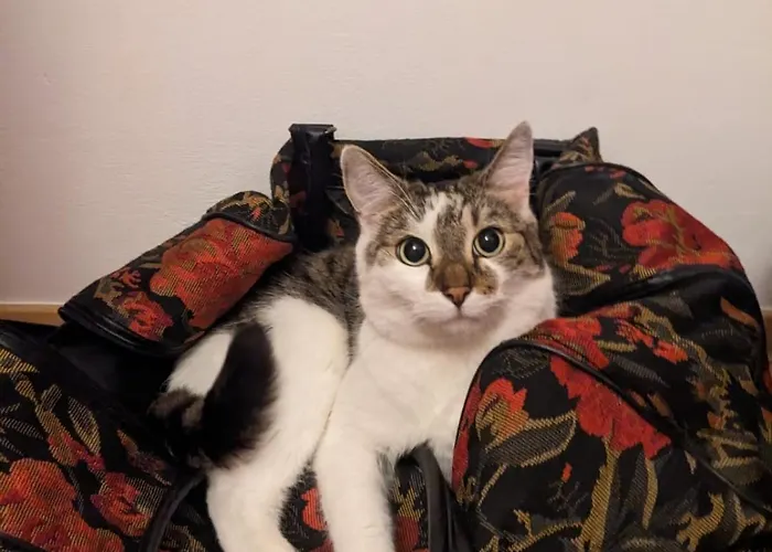 Sweet & Sweet Cats & Fast Internet Hostel