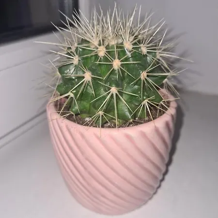 Sweet & Sweet Cats & Fast Internet Вроцлав