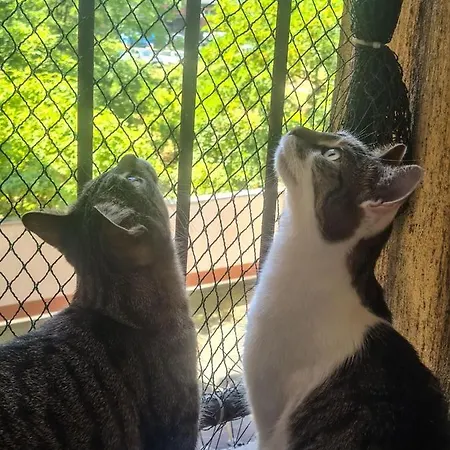 Sweet & Sweet Cats & Fast Internet *