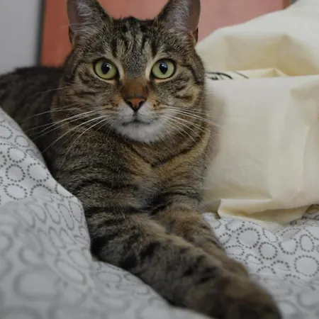 Хостел Sweet & Sweet Cats & Fast Internet