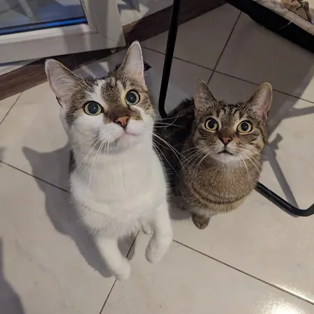 Sweet & Sweet Cats & Fast Internet Вроцлав