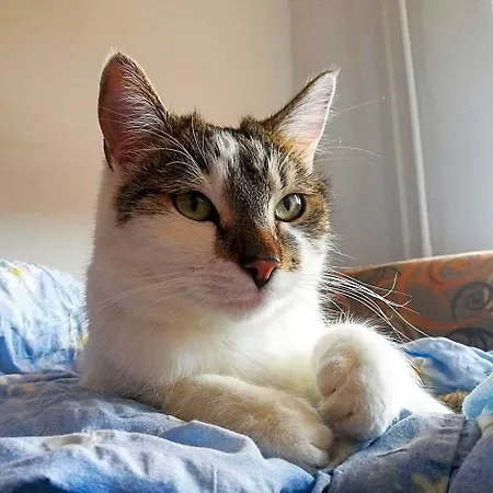 Sweet & Sweet Cats & Fast Internet
