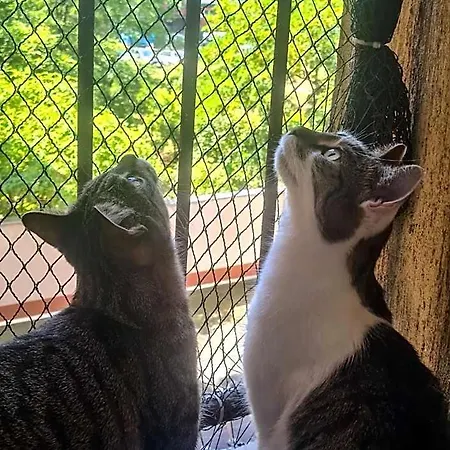 Sweet & Sweet Cats & Fast Internet *