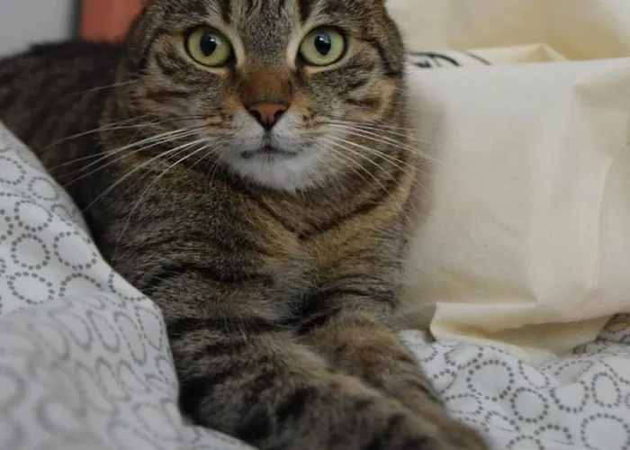 Хостел Sweet & Sweet Cats & Fast Internet